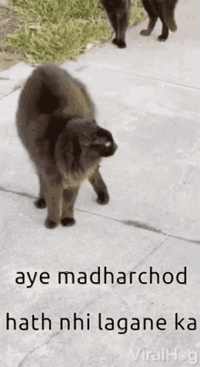 Madharchod Hath Nahi Lagane Ka GIF - Madharchod Hath Nahi Lagane Ka Angry Cats GIFs