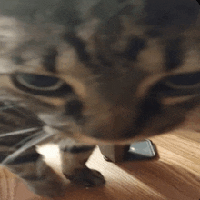 Evil Cat GIF - Evil Cat Evil Stretch Cat GIFs