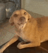 a brown dog is laying on a kitchen counter eating a piece of food .