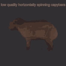 Capybara Spin GIF - Capybara Spin GIFs