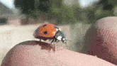 Ladybug Marienkäfer GIF - Ladybug Marienkäfer GIFs