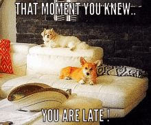 Late Cute Dogs GIF - Late Cute Dogs Pets GIFs