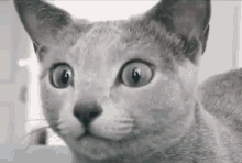 Woah Excited GIF - Woah Excited Cat GIFs