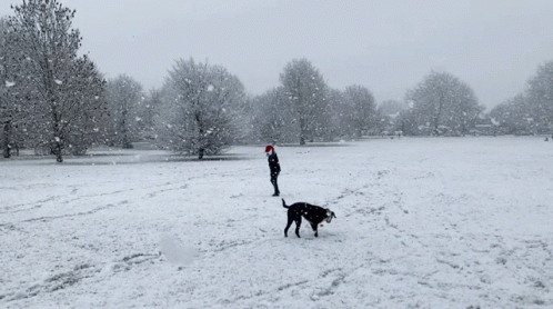 New trending GIF tagged dog snow sliding via…