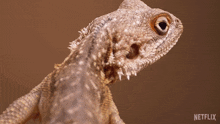 Looking Up Agama Lizard GIF - Looking Up Agama Lizard Our Living World GIFs
