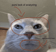 Judge Analyzing GIF - Judge Analyzing Look GIFs
