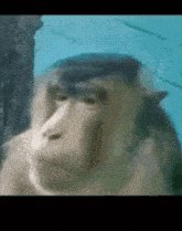 a blurry picture of a monkey 's face with a blue background