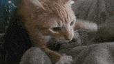 Cat Kneading GIF