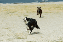 Dogs Play GIF - Dogs Play Bff GIFs