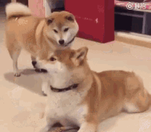 Angry Dog GIF - Angry Dog Dogs GIFs