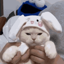 cat bunny hat cute boop