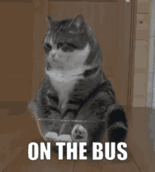 On The Bus Cat GIF - On The Bus Cat Angry GIFs