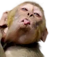 a close up of a monkey sticking out its tongue .