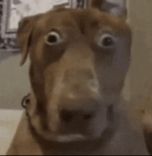 Big Eyed Dog Mind Blown Dog GIF - Big Eyed Dog Mind Blown Dog Speechless Dog GIFs