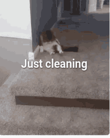 Just Cleaning Cat GIF