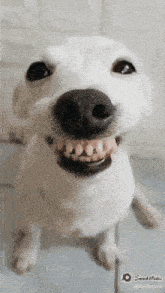 a white dog with a huge smile on its face is looking at the camera .