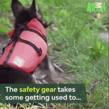 German Shepherd Fall GIF - German Shepherd Fall Get Used To GIFs