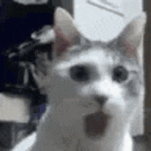 a close up of a cat with its mouth open and looking at the camera .