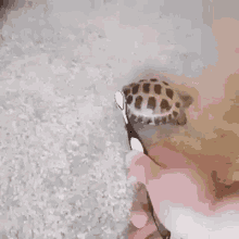 Stefaknee Turtle GIF