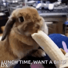 eating pet rabbit banana lunch