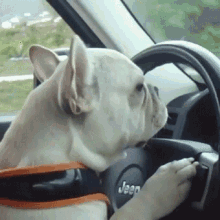 If Frenchness Was A Dog GIF - If Frenchness Was A Dog GIFs