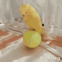 balancing tennis ball cute animals bird hop