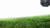 a field of grass with a white background
