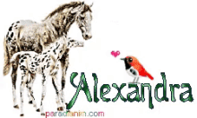 horse alexandra
