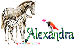 Alexandra Name Alexandra Sticker - Alexandra Name Alexandra Horses Stickers