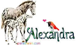Alexandra Name Alexandra Sticker - Alexandra Name Alexandra Horses Stickers