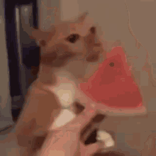 Cat Eating GIF - Cat Eating Melon GIFs