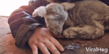 Sleeping Viralhog GIF - Sleeping Viralhog Lamb GIFs