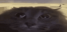 a close up of a cat 's face looking at the camera with a surprised look on its face .