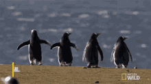 Small Penguins World Penguin Day GIF - Small Penguins World Penguin Day Penguinpalooza GIFs