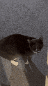 a gray and white cat standing on a carpet looking at the camera