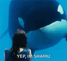 orca nod whale yes aquarium