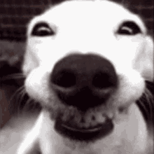 Byuntear Dog GIF - Byuntear Dog Dog Smiling GIFs