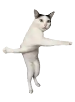 a black and white cat is standing on its hind legs and looking at the camera