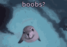 Animals With Captions Seal GIF - Animals With Captions Seal Cute Baby Animal GIFs