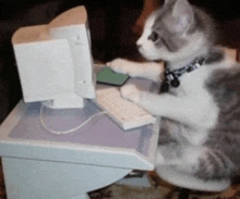 Cat Computer GIF - Cat Computer GIFs