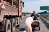 a man is riding a motorcycle next to a pig pulling a cart on a highway .
