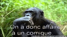 a picture of a chimpanzee with the words on a donc affaire à un comique