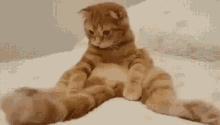 Bored Cat GIF - Bored Cat Tail GIFs
