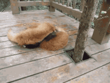red panda cuddle fight playing