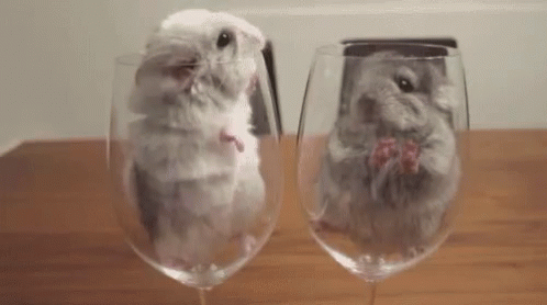 Funny Animals Cute GIF - Funny Animals Cute Animal - Discover ...
