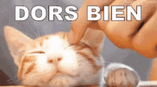 Dors Bien GIF - Cat Dors Bien GIFs