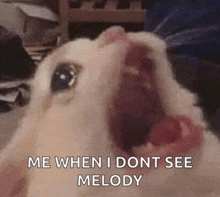 a cat with its mouth open and the words " me when i dont see melody " below it