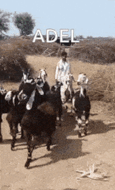 a man is leading a herd of goats down a dirt path .