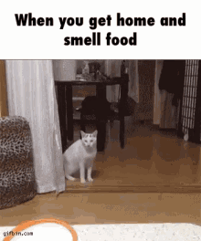 Cats Food GIF - Cats Food Hungry GIFs