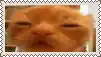 a close up of a cat 's face with its eyes closed in a frame .